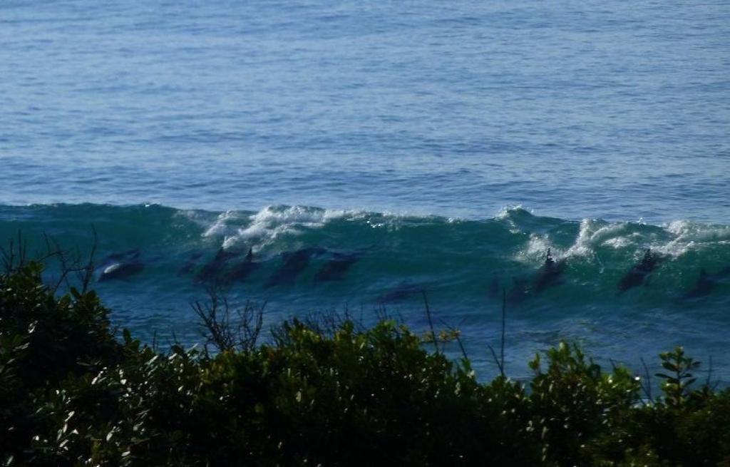 Shaloha Guesthouse On Supertubes Jeffreys Bay Exterior foto